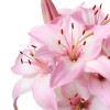 flat_butterfly_p6d