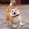 underdog