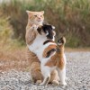 孟津