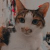 瑟派斯