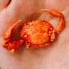 黑糖豆腐