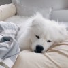 joedylu_