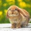 joerabbit4
