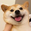 joy_just