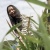 Joyce  Lu