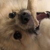 無所事事的假聽團仔