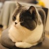 jumbo_tsang