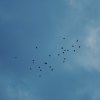 橘又青