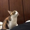游凱翔