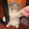 鯨魚