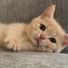 Louis_