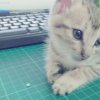 那個