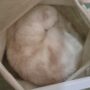 kelly_puss