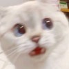 綺