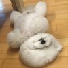 沼澤蟑螂