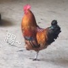 少年阿土伯