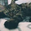 kit_chang