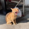 田昀