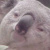 偉雄 Koala Wu