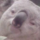 偉雄 Koala Wu