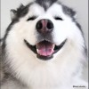 StrayDog