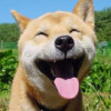 kongbob