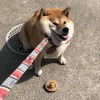 葵
