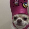 小樂