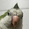 東哥