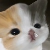 kskblzdjd