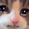 蘇葵