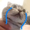 kujo_shu