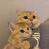 甄：）