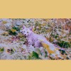 花生?