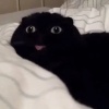 lavennini