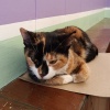 lazycat貓懶