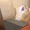 喬