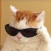 le_chat