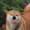 李