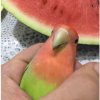 紅蘿蔔_粥粥