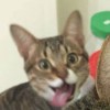 Mr.Cat