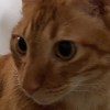 尤