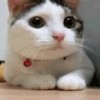 子彈