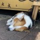 耶逼