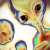 lilP