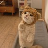 喵