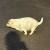 lingering_king_22t