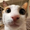 秢