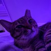 linus_yang