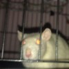 リムエ